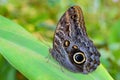 Exotic Giant Owl butterfly Caligo on leaf in tropical rainforest Royalty Free Stock Photo