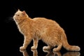 Exotic ginger cat Stands on Black mirror Royalty Free Stock Photo