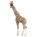 Exotic giraffe wild animal in a watercolor style isolated. Royalty Free Stock Photo