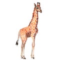 Exotic giraffe wild animal in a watercolor style isolated.