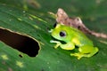 Exotic glass frog on a leaf. Small transparent and translucent frog