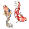 Exotic goldfish wild fish in a watercolor style isolated.