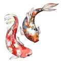 Exotic goldfish wild fish in a watercolor style isolated.