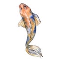 Exotic goldfish wild fish in a watercolor style isolated.