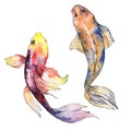 Exotic goldfish wild fish in a watercolor style isolated.