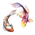 Exotic goldfish wild fish in a watercolor style isolated.