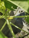 Exotic grasshopper which is very beautiful on the tree