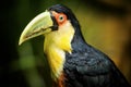 Exotic Green-Billed Toucan Bird in Natural Setting