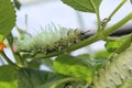 Exotic Green Caterpilla Royalty Free Stock Photo