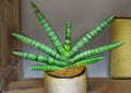 Exotic green flower in flowerpot. Sansevieria Royalty Free Stock Photo