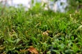 Exotic green grass carpet Royalty Free Stock Photo