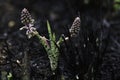 An Exotic Green Ledebouria Plant ledebouria revoluta Rises Amongst Burnt Grass Royalty Free Stock Photo