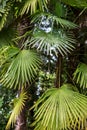 Exotic green palm leaves in shady garden Royalty Free Stock Photo