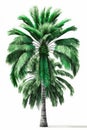 Exotic green palm tree isolated on white background Royalty Free Stock Photo