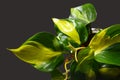 Exotic green Philodendron Scandens Brasil creeper plant with yellow stripes on dark background Royalty Free Stock Photo