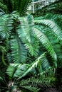 Exotic green plant leaves closeup in greenhouse Royalty Free Stock Photo