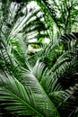 Exotic green plant leaves closeup in greenhouse Royalty Free Stock Photo