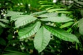Exotic green plant leaves closeup in greenhouse Royalty Free Stock Photo