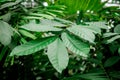 Exotic green plant leaves closeup in greenhouse Royalty Free Stock Photo