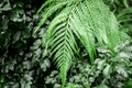 Exotic green plant leaves closeup in greenhouse Royalty Free Stock Photo