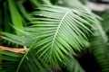 Exotic green plant leaves closeup in greenhouse Royalty Free Stock Photo