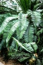 Exotic green plant leaves closeup in greenhouse Royalty Free Stock Photo