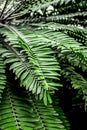 Exotic green plant leaves closeup in greenhouse Royalty Free Stock Photo