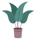 Exotic green plant in pot. Home jungle decoration