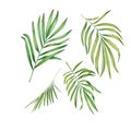 Exotic green plant in watercolor. Tropical leaves, palm leaf, bamboo. Isolated on a white background. Suitable for design, Royalty Free Stock Photo