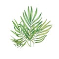 Exotic green plant in watercolor. Tropical leaves, palm leaf, bamboo. Isolated on a white background. Suitable for design, Royalty Free Stock Photo