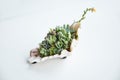 Exotic green succulents in decorative seashell