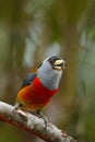 Exotic grey and red bird, Toucan Barbet, Semnornis ramphastinus, Bellavista, Ecuador