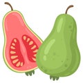 Exotic guava green fruit. Cartoon summer tropical psidium fruits, whole fruit and half flat vector illustration on white