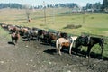 Row of horses. Royalty Free Stock Photo