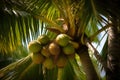 Exotic Harvest Clusters of Coco Nuts Dangling from Palm Tree Branches Royalty Free Stock Photo