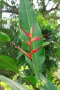 Exotic Heliconia flower Royalty Free Stock Photo