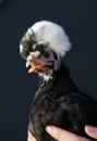 Exotic Hen Royalty Free Stock Photo