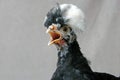 Exotic Hen Portrait Royalty Free Stock Photo