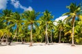 Exotic high palm trees on a wild beach against the azure waters of the Caribbean Sea, Dominican Republic Royalty Free Stock Photo