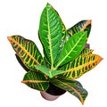 Exotic houseplant isolated on a white background. Tropical plant colorful leaves. Codiaeum variegatum, croton