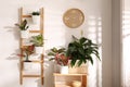 Exotic houseplants with beautiful leaves and decorative ladder near light wall indoors