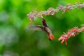 Exotic hummingbird with brilliant red feathers pollinating flowers in vivid colors Royalty Free Stock Photo