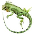 Exotic iguana in a watercolor style isolated.