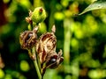 Exotic image of a berry plant in varying growth