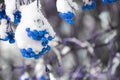 Exotic image with bright blue berries on the tree branch in winter with snow