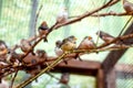 Exotic image of a flock of small birds in the aviary beautiful