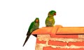 Exotic image of two charismatic amazon parrots on an orange roof isolated on white background.