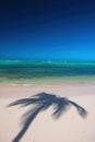 Exotic island beach with palm trees on the Caribbean Sea shore, summer tropical background Royalty Free Stock Photo