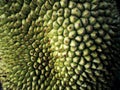 Exotic jackfruit surface Royalty Free Stock Photo