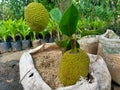The exotic Jackfruit tree and its fruit.
